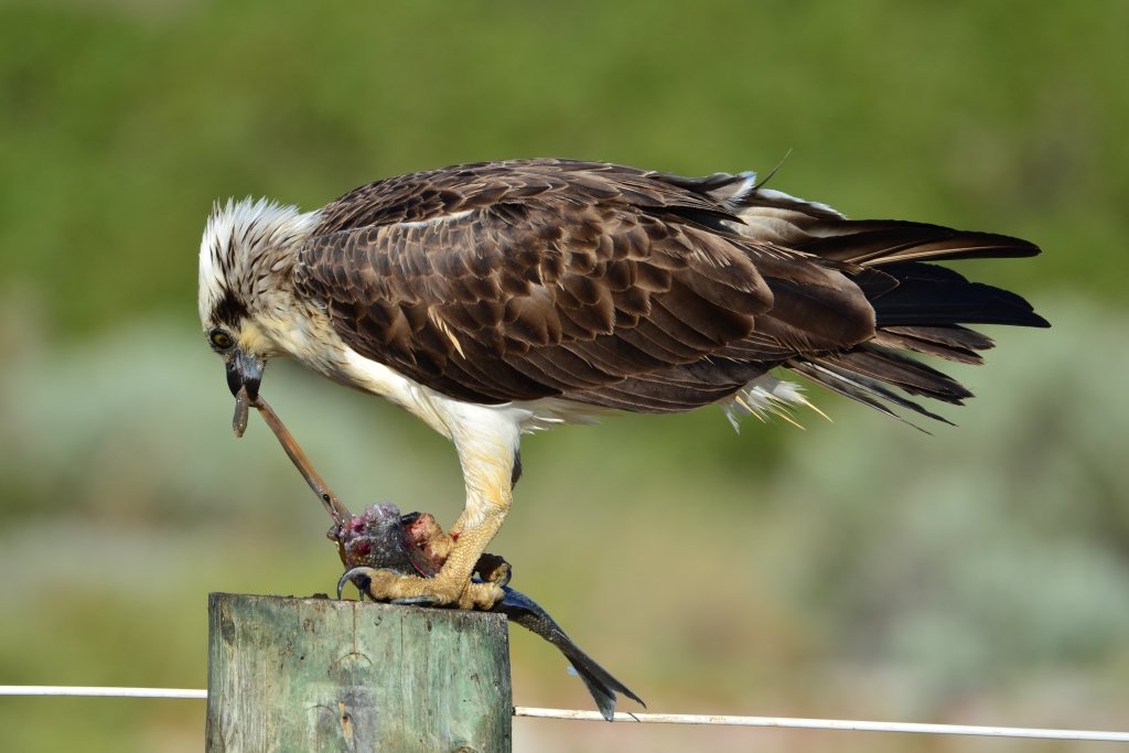 osprey feeding habits